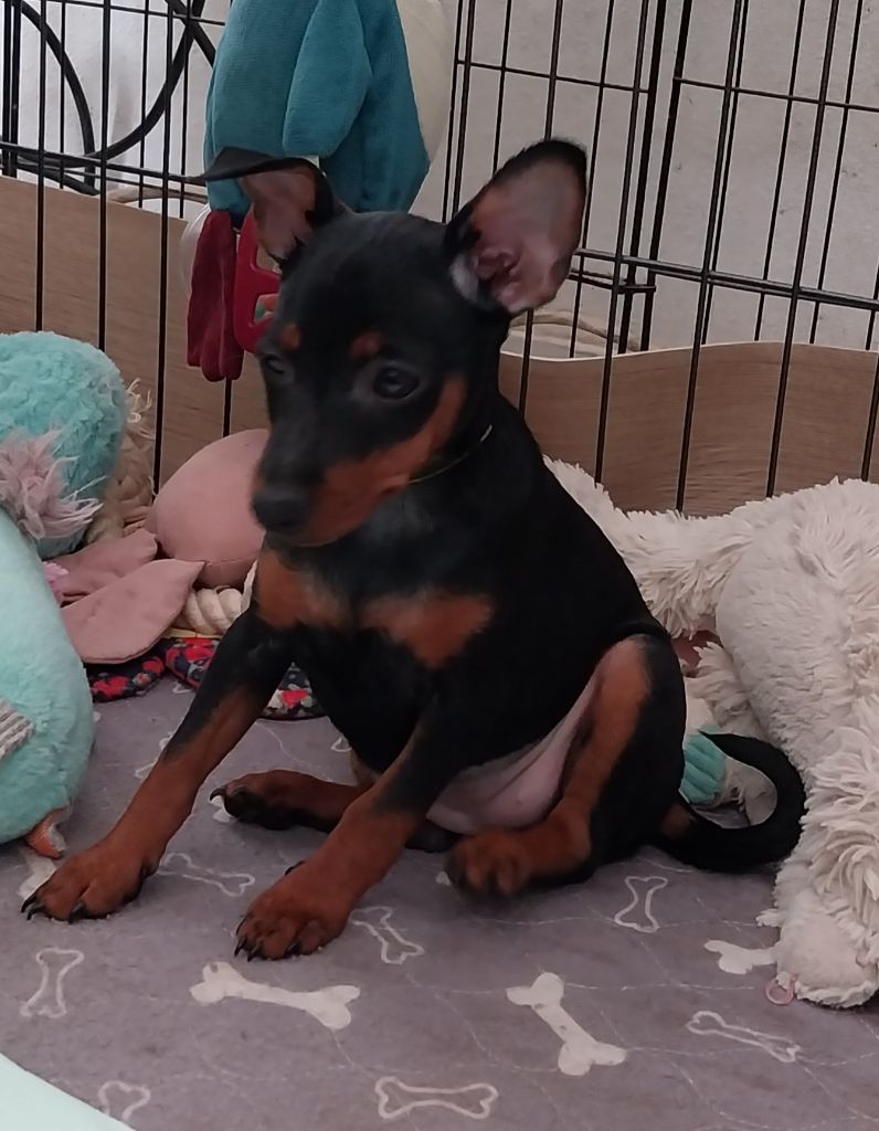 Du Bouquet Du Roy - Chiot disponible  - Pinscher nain