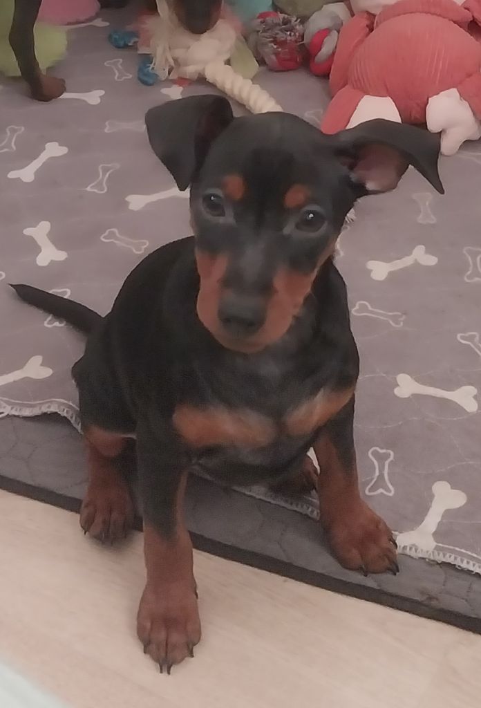 Du Bouquet Du Roy - Chiot disponible  - Pinscher nain