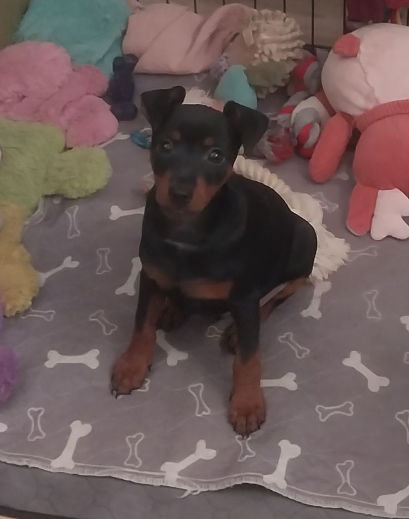 Du Bouquet Du Roy - Chiot disponible  - Pinscher nain