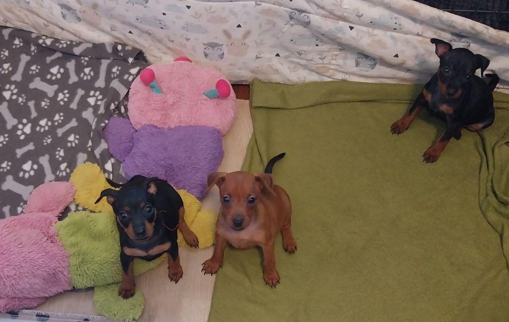 Les bébés attendent une gentille famille 