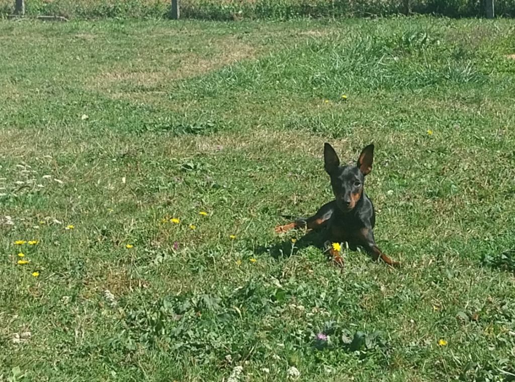 Du Bouquet Du Roy - Petit Mâle à adopter 