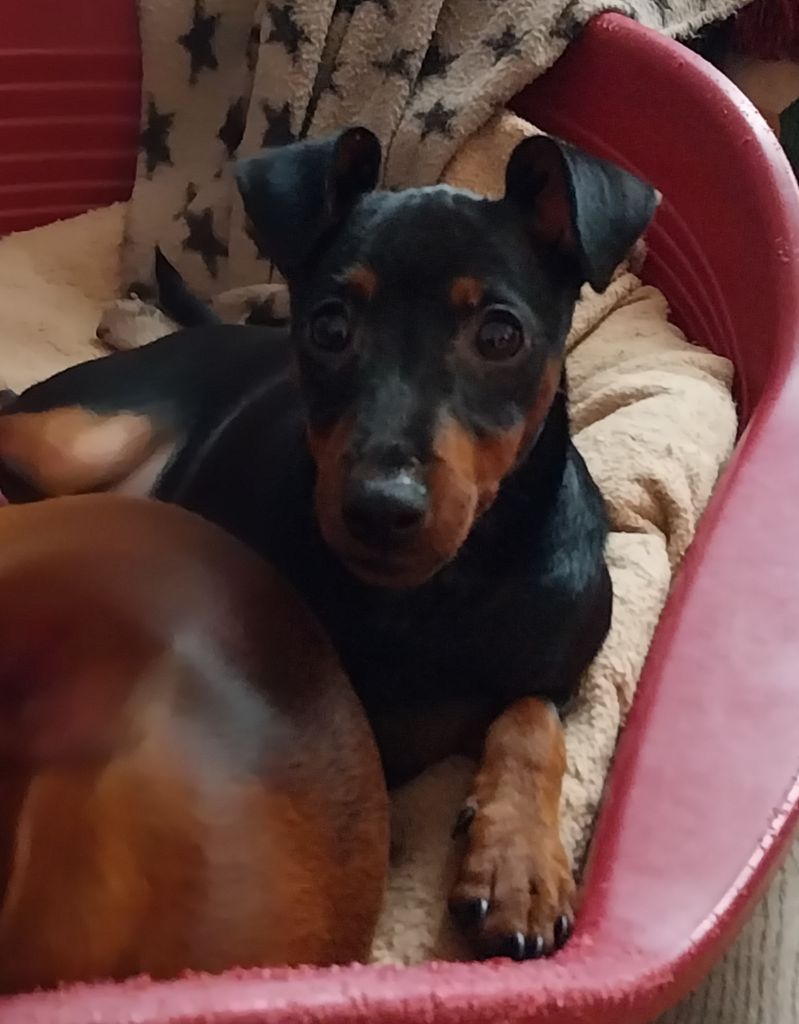 Du Bouquet Du Roy - Chiots disponibles - Pinscher nain